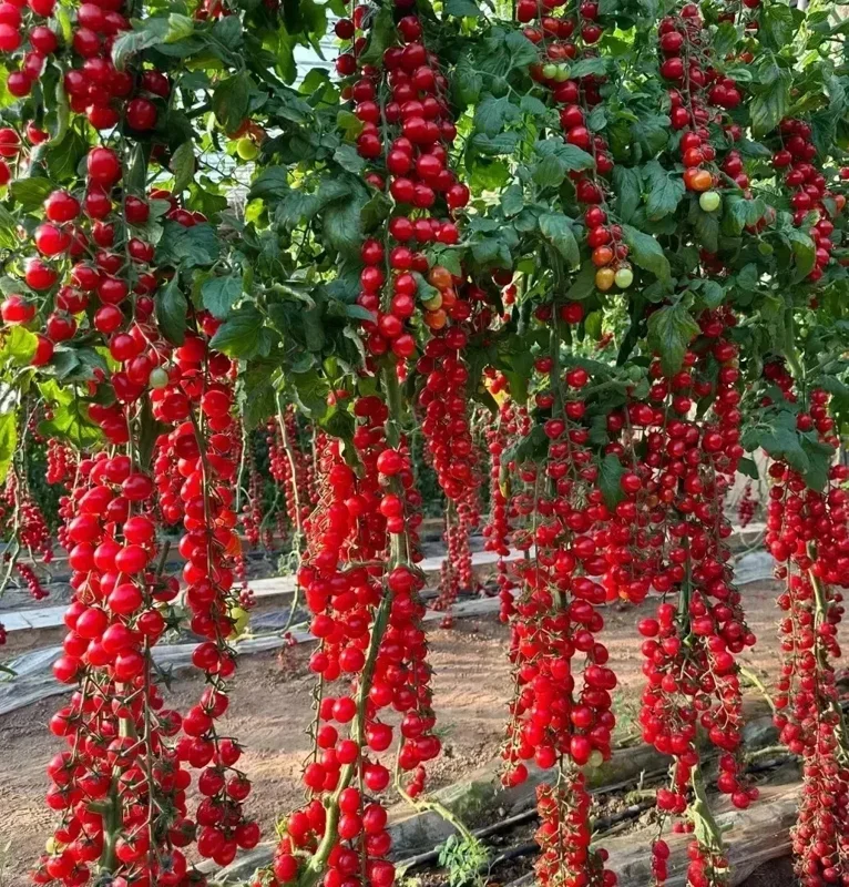 Waterfall Cherry Tomato Seeds - 150+ Ultra Sweet, Non-GMO, Indeterminate - Image 2