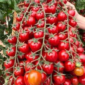 Waterfall Cherry Tomato Seeds - 150+ Ultra Sweet, Non-GMO, Indeterminate - Image 3
