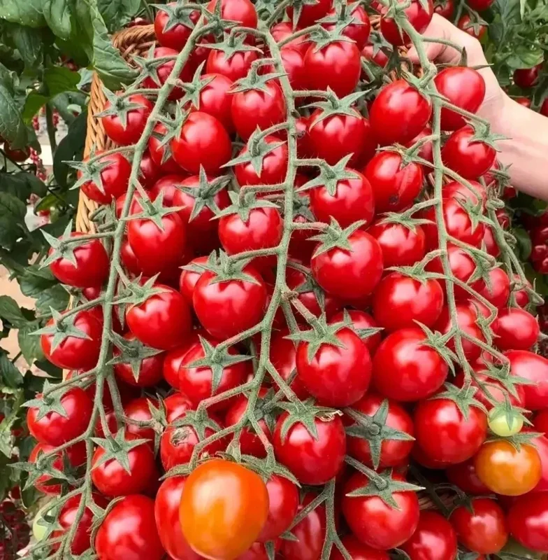 Waterfall Cherry Tomato Seeds - 150+ Ultra Sweet, Non-GMO, Indeterminate - Image 3