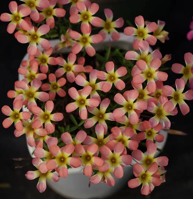 Watermelon Oxalis Live Plant – Candy Box – White Flowers – 4 Inch Pot – Indoor/Outdoor - Image 1