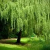 Weeping Willow Tree Cuttings - 12 Unrooted Salix babylonica Live Plant, Fast Growing, Outdoor - Image 1