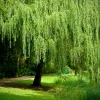 Weeping Willow Tree Cuttings - 12 Unrooted Salix babylonica - Fast Growing - Image 1