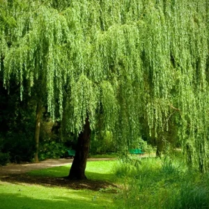 Weeping Willow Tree Unrooted Cuttings - Set of 12 Green Branches for Planting Outdoor - Image 1