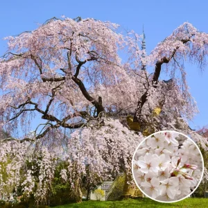 Weeping Yoshino Cherry Tree - Live Plant, 2.5-inch Pot, Outdoor - Image 2