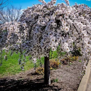 Weeping Yoshino Cherry Tree - Live Plant, 2.5-inch Pot, Outdoor - Image 4