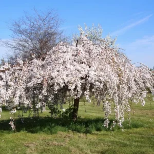 Weeping Yoshino Cherry Tree - Live Plant, 2.5-inch Pot, Outdoor - Image 5