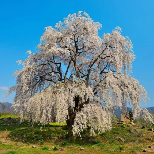 Weeping Yoshino Cherry Tree - Live Plant, 2.5-inch Pot, Outdoor - Image 6
