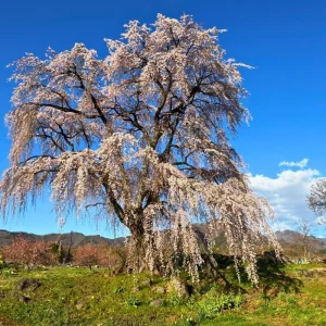 Weeping Yoshino Cherry Tree - Live Plant, 2.5-inch Pot, Outdoor - Image 7