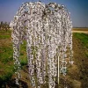Weeping Yoshino Cherry Tree - Live Plant, 2.5-inch Pot, Outdoor - Image 1