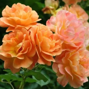 Westerland Climbing Rose Live Plant - Fragrant Orange-Apricot Blooms 4-7 Inch - Image 2
