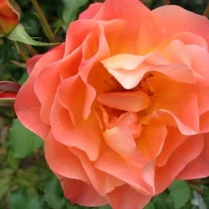Westerland Climbing Rose Live Plant - Fragrant Orange-Apricot Blooms 4-7 Inch - Image 3