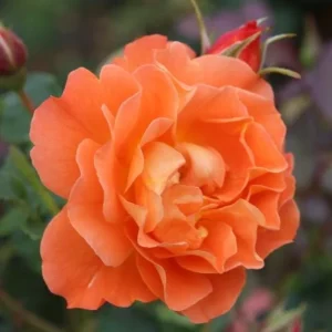Westerland Climbing Rose Live Plant - Fragrant Orange-Apricot Blooms 4-7 Inch - Image 4