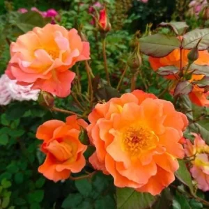 Westerland Climbing Rose Live Plant - Fragrant Orange-Apricot Blooms 4-7 Inch - Image 5