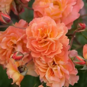 Westerland Climbing Rose Live Plant - Fragrant Orange-Apricot Blooms 4-7 Inch - Image 6