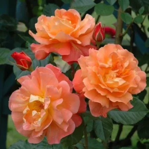 Westerland Climbing Rose Live Plant - Fragrant Orange-Apricot Blooms 4-7 Inch - Image 1