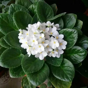 White African Violet Live Plant – 4 Inch Pot – Blooming Indoor Houseplant - Image 2