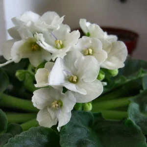 White African Violet Live Plant – 4 Inch Pot – Blooming Indoor Houseplant - Image 3