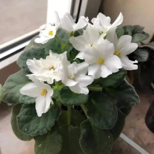 White African Violet Live Plant – 4 Inch Pot – Blooming Indoor Houseplant - Image 4
