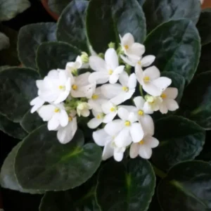 White African Violet Live Plant – 4 Inch Pot – Blooming Indoor Houseplant - Image 5