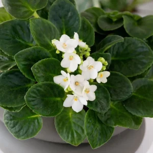 White African Violet Live Plant – 4 Inch Pot – Blooming Indoor Houseplant - Image 6