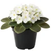White African Violet Live Plant – 4 Inch Pot – Blooming Indoor Houseplant - Image 1