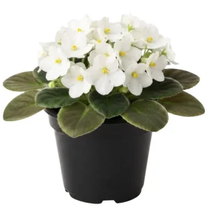 White African Violet Live Plant – 4 Inch Pot – Blooming Indoor Houseplant - Image 1