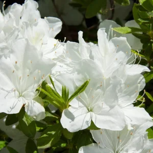 White Azalea Live Plant - 10 Inch Tall Shrub in 3 Inch Pot - Outdoor Flowering - Image 10