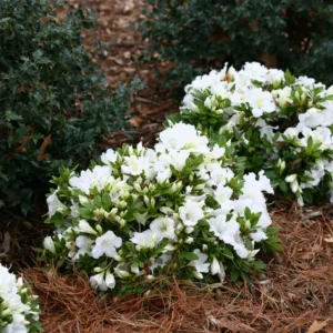 White Azalea Live Plant - 10 Inch Tall Shrub in 3 Inch Pot - Outdoor Flowering - Image 2