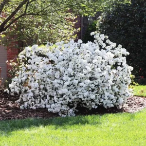 White Azalea Live Plant - 10 Inch Tall Shrub in 3 Inch Pot - Outdoor Flowering - Image 3