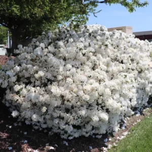 White Azalea Live Plant - 10 Inch Tall Shrub in 3 Inch Pot - Outdoor Flowering - Image 4