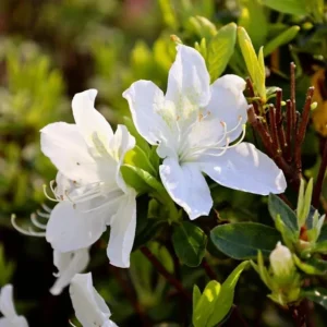 White Azalea Live Plant - 10 Inch Tall Shrub in 3 Inch Pot - Outdoor Flowering - Image 5