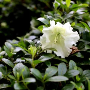 White Azalea Live Plant - 10 Inch Tall Shrub in 3 Inch Pot - Outdoor Flowering - Image 6