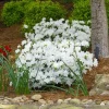 White Azalea Live Plant - 10 Inch Tall Shrub in 3 Inch Pot - Outdoor Flowering - Image 1