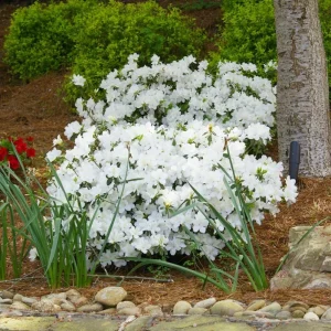 White Azalea Live Plant - 10 Inch Tall Shrub in 3 Inch Pot - Outdoor Flowering - Image 1