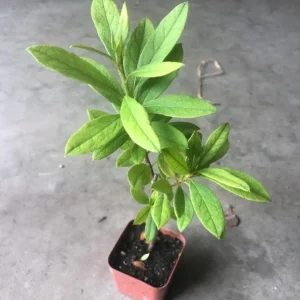 White Azalea Live Plant - 10 Inch Tall Shrub in 3 Inch Pot - Outdoor Flowering - Image 7