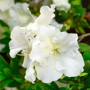 White Azalea Live Plant - 10 Inch Tall Shrub in 3 Inch Pot - Outdoor Flowering - Image 8