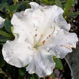 White Azalea Live Plant - 10 Inch Tall Shrub in 3 Inch Pot - Outdoor Flowering - Image 9