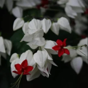 White Bleeding Heart Live Plant – 4-6 Inch Tall – Dicentra Spectabilis Alba – Shade Loving - Image 2