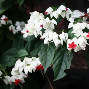 White Bleeding Heart Live Plant – 4-6 Inch Tall – Dicentra Spectabilis Alba – Shade Loving - Image 3