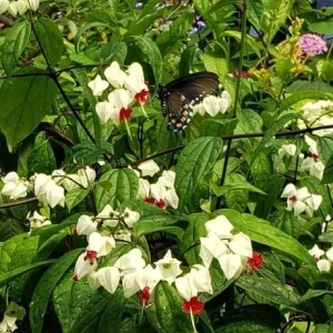 White Bleeding Heart Live Plant – 4-6 Inch Tall – Dicentra Spectabilis Alba – Shade Loving - Image 4