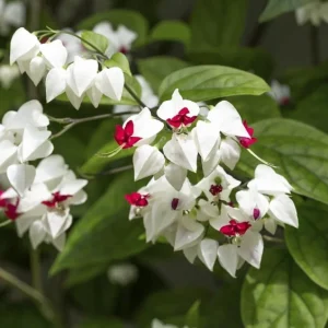 White Bleeding Heart Live Plant – 4-6 Inch Tall – Dicentra Spectabilis Alba – Shade Loving - Image 5