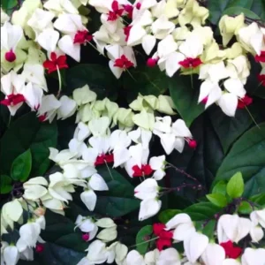 White Bleeding Heart Live Plant – 4-6 Inch Tall – Dicentra Spectabilis Alba – Shade Loving - Image 6