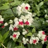 White Bleeding Heart Live Plant – 4-6 Inch Tall – Dicentra Spectabilis Alba – Shade Loving - Image 1