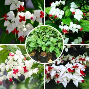White Bleeding Heart Live Plant – Pack of 4, 4-6