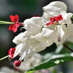 White Bleeding Heart Vine Live Plant – 3 Pack, 4-6