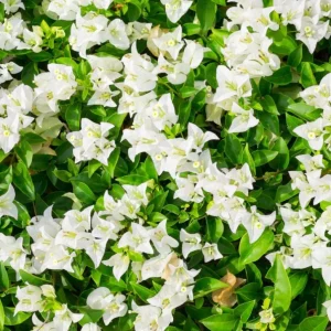 White Bougainvillea Live Plant – 4 Inch Pot – Tropical Flowering Vine – Outdoor - Image 2