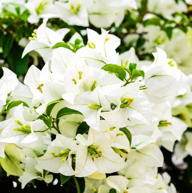 White Bougainvillea Live Plant – 4 Inch Pot – Tropical Flowering Vine – Outdoor - Image 3