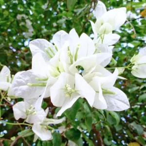 White Bougainvillea Live Plant – 4 Inch Pot – Tropical Flowering Vine – Outdoor - Image 4