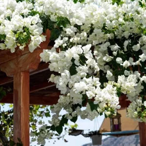 White Bougainvillea Live Plant – 4 Inch Pot – Tropical Flowering Vine – Outdoor - Image 5