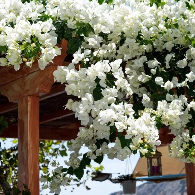 White Bougainvillea Live Plant – 4 Inch Pot – Tropical Flowering Vine – Outdoor - Image 5
